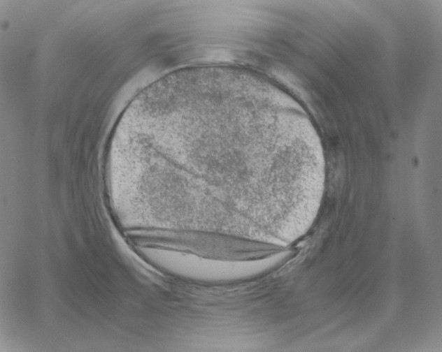 X0000064771475200603131421