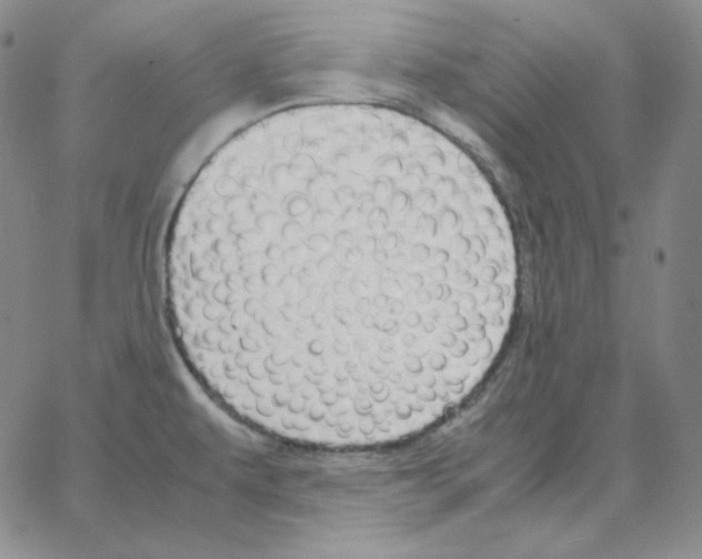 X0000064771479200603131421