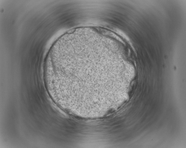 X0000064771480200603131421