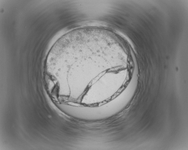 X0000064771483200603131421