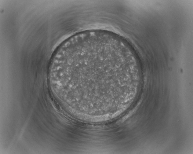 X0000064771505200603131421