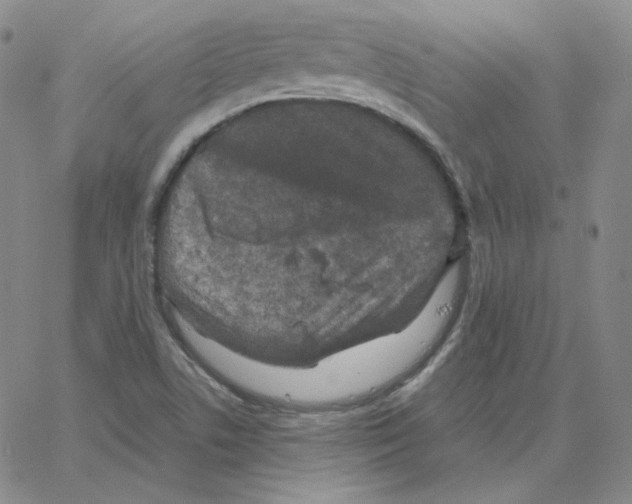 X0000064771506200603131421