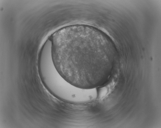 X0000064771508200603131421