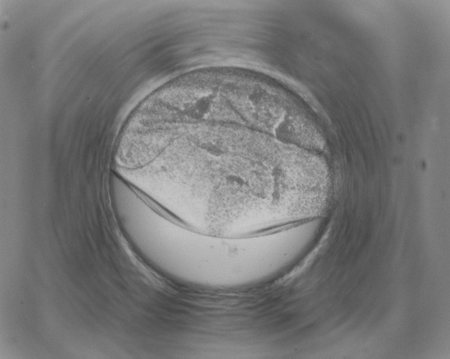 X0000064771513200603131421