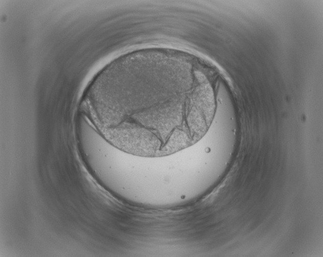 X0000064771514200603131421