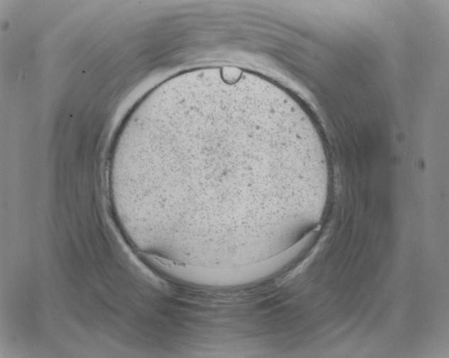 X0000064771517200603131421