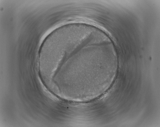 X0000064771522200603131421