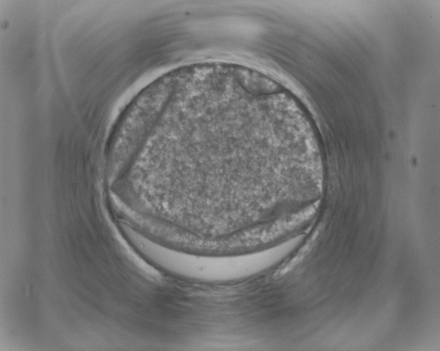 X0000064771525200603131421