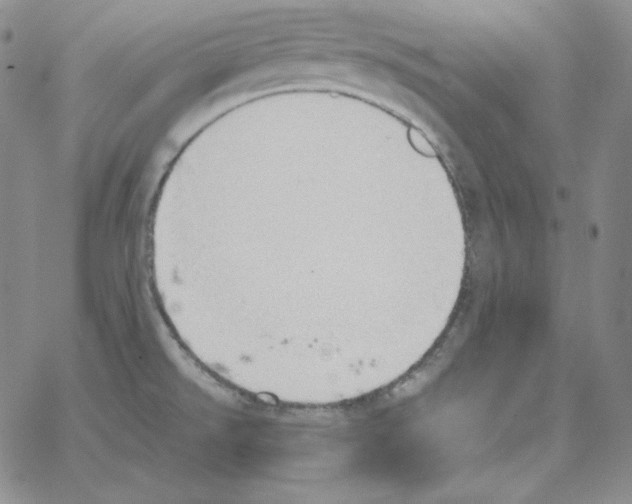 X0000064771526200603131421