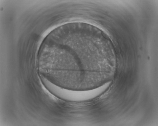 X0000064771527200603131421