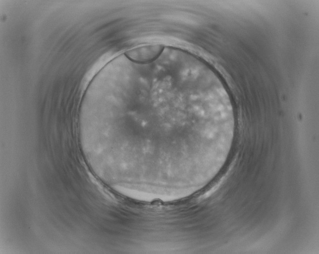 X0000064771529200603131421