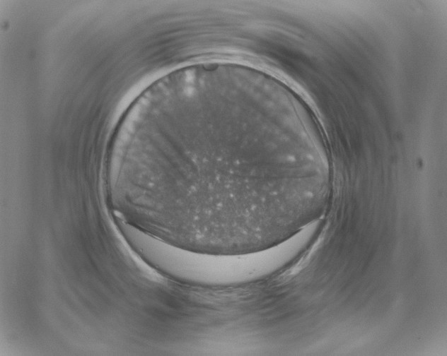 X0000064771533200603131421