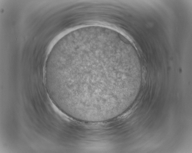 X0000064771535200603131421