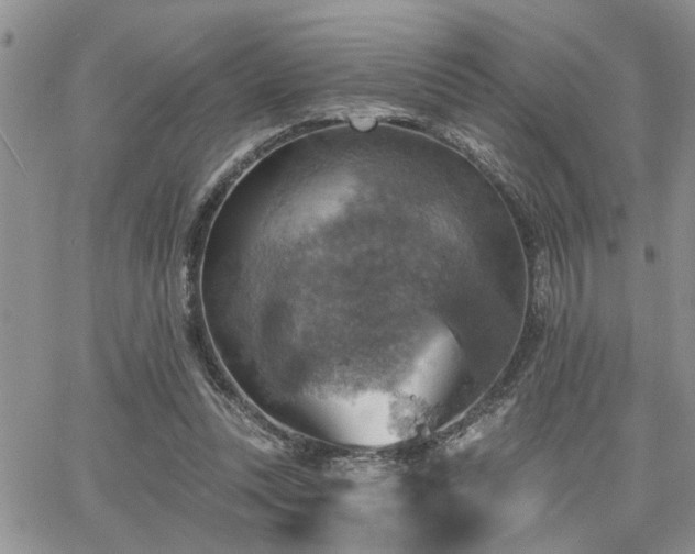 X0000065230351200602171404