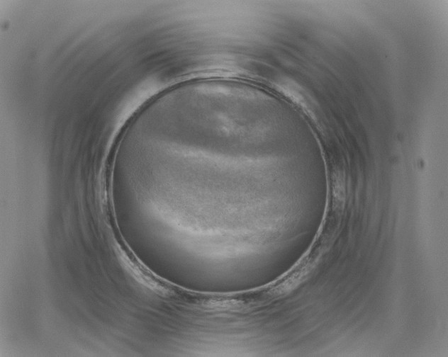 X0000065231466200602171346