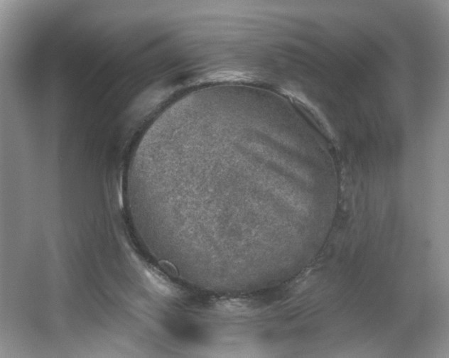 X0000065230062200602211156