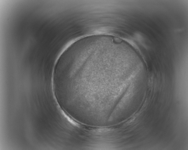 X0000065231294200602211134
