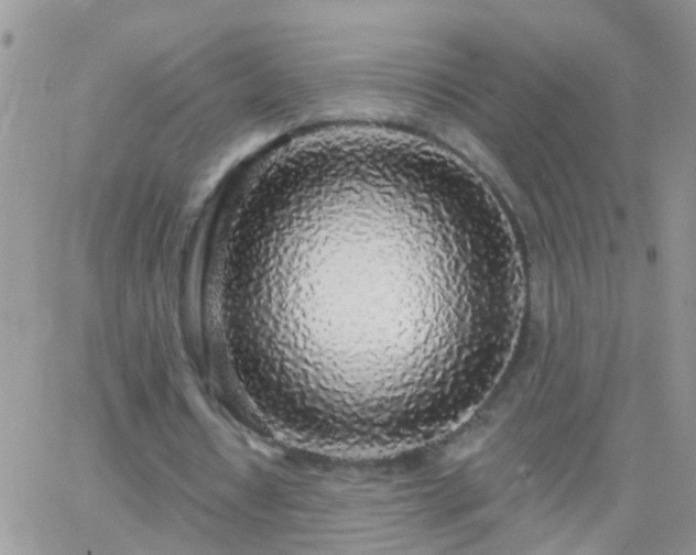 X0000065230434200602242003