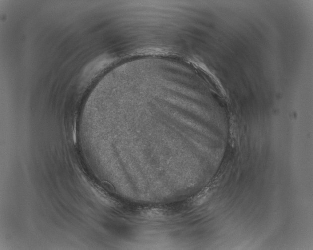 X0000065230062200603031724