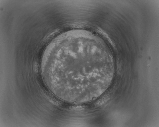 X0000065230161200603031722