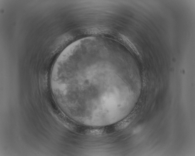 X0000065230163200603031722