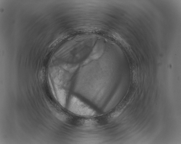 X0000065230165200603031722