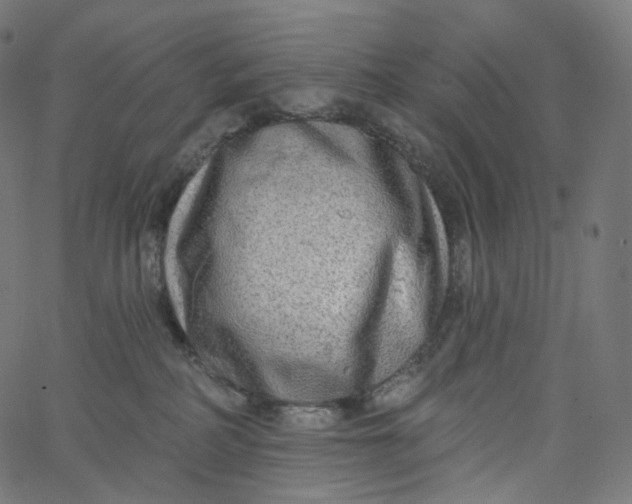 X0000065230234200603031721