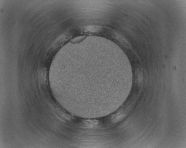 X0000065230328200603031720