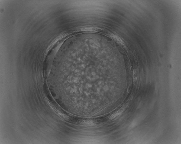 X0000065230349200603031719