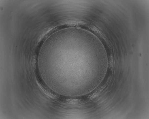 X0000065230448200603031717