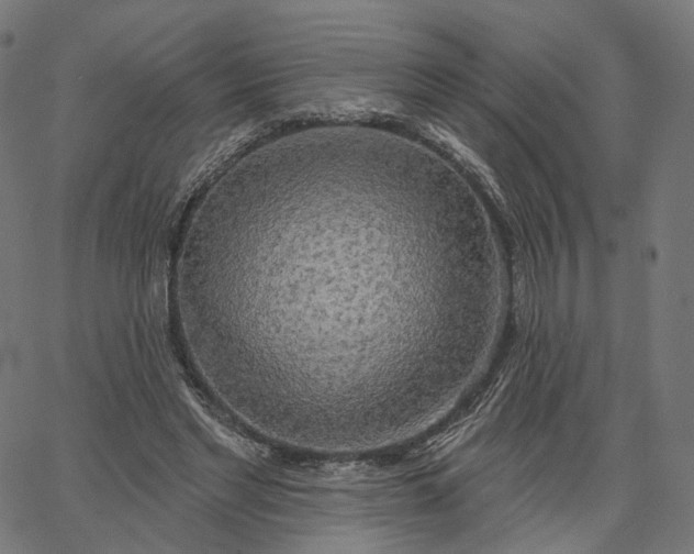 X0000065230493200603031717