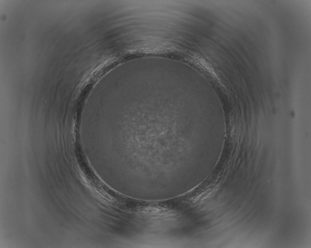 X0000065230542200603031716