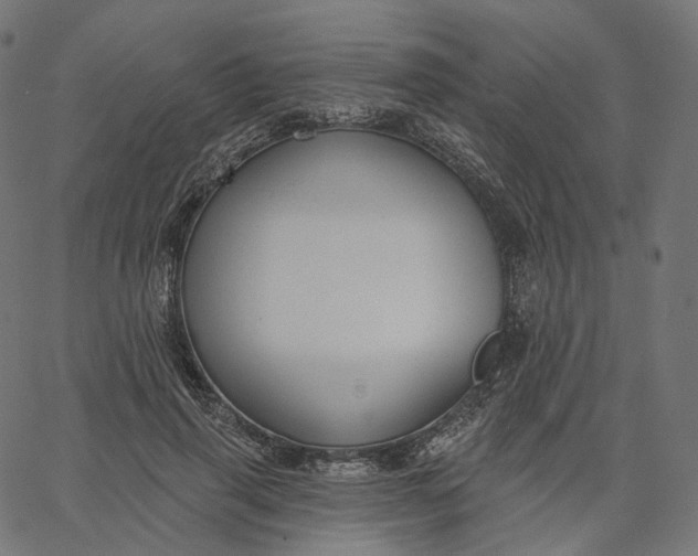 X0000065230645200603031714
