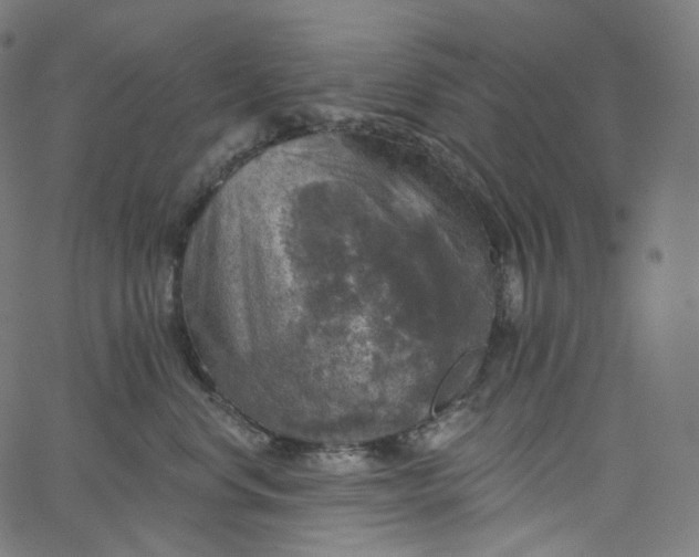 X0000065230668200603031715