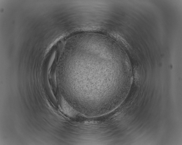 X0000065230684200603031714
