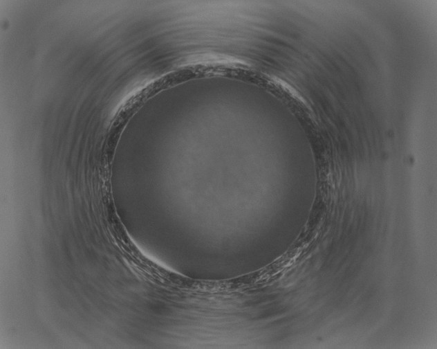X0000065230775200603031712