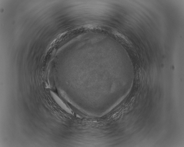 X0000065230776200603031712