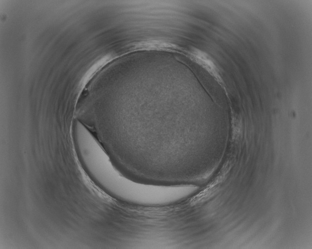 X0000065230946200603031710