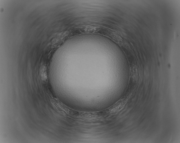 X0000065230962200603031709