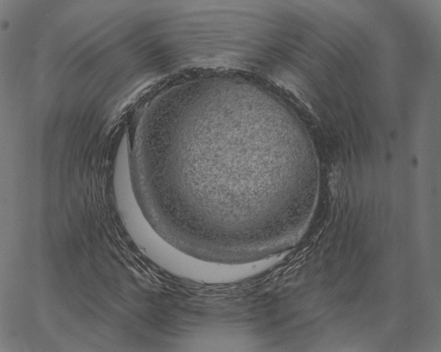 X0000065230968200603031709