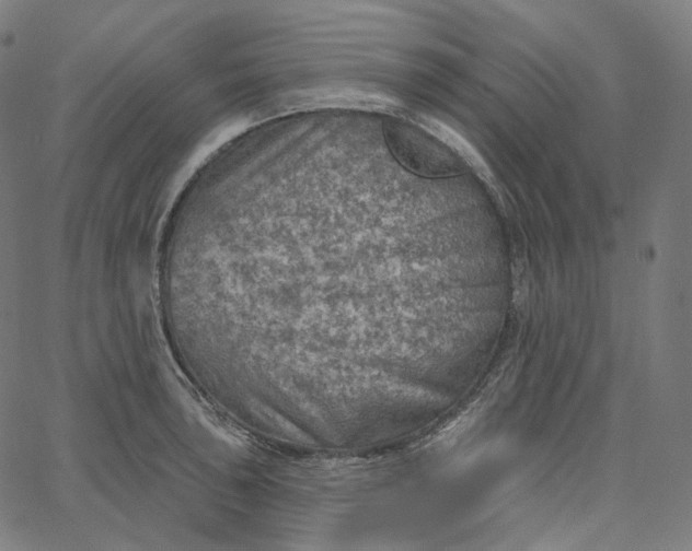 X0000065231043200603031708