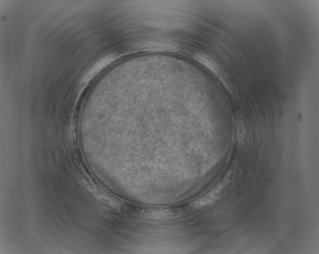 X0000065231074200603031707