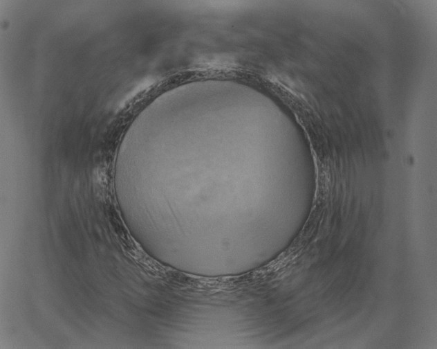 X0000065231254200603031704