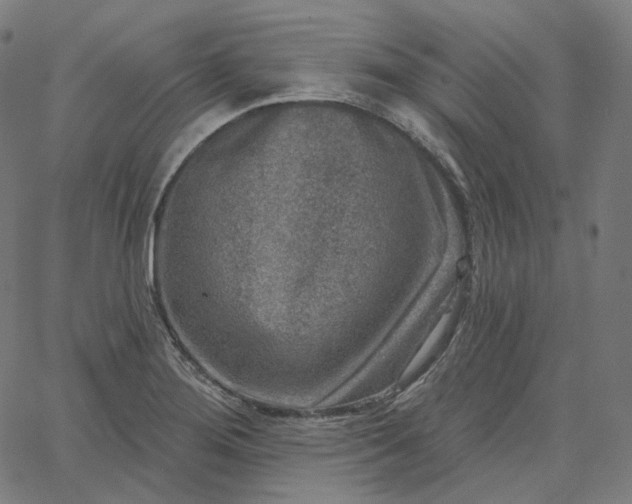 X0000065231276200603031704