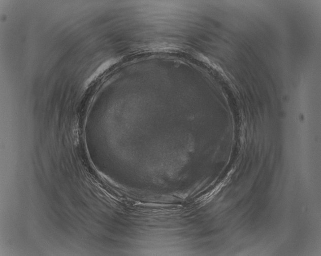 X0000065231306200603031703