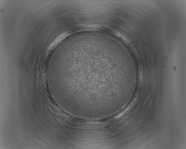 X0000065231354200603031703