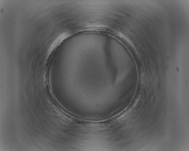 X0000065231362200603031703