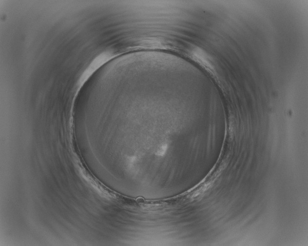 X0000065231378200603031702