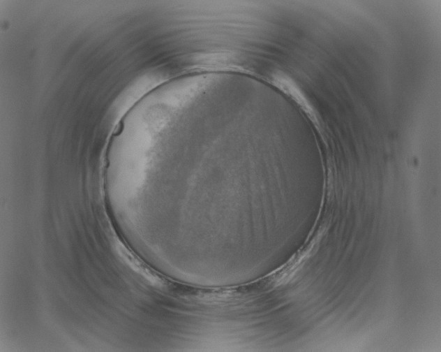 X0000065231386200603031702