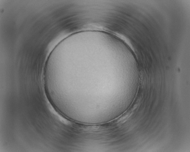 X0000065231387200603031702
